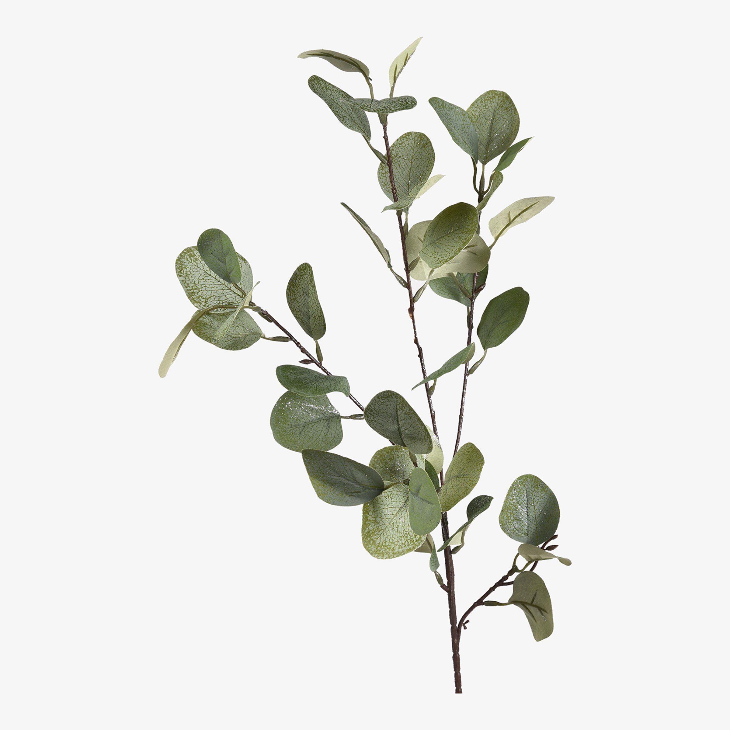 Branche artistique Eucalyptus