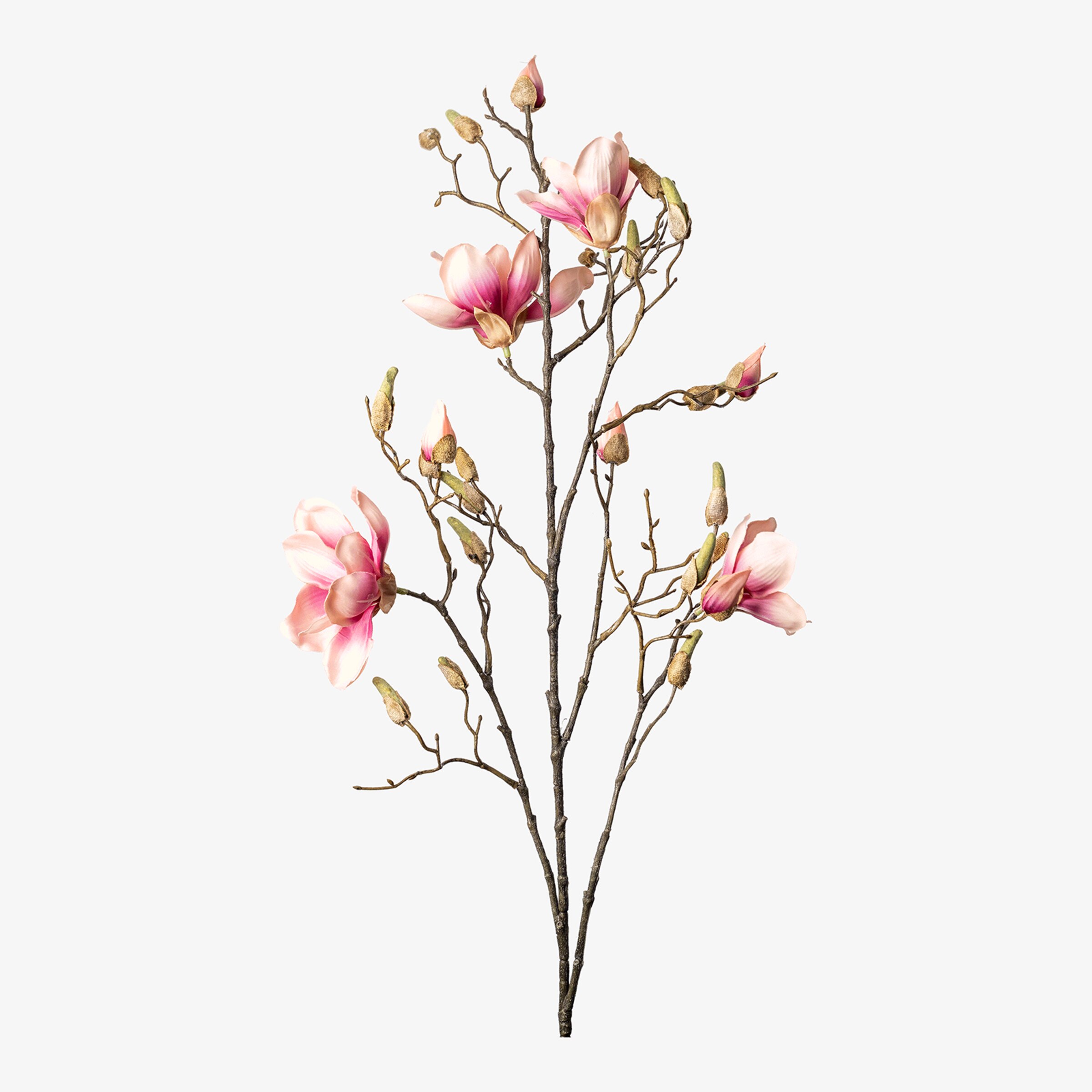 Branche artistique Magnolia