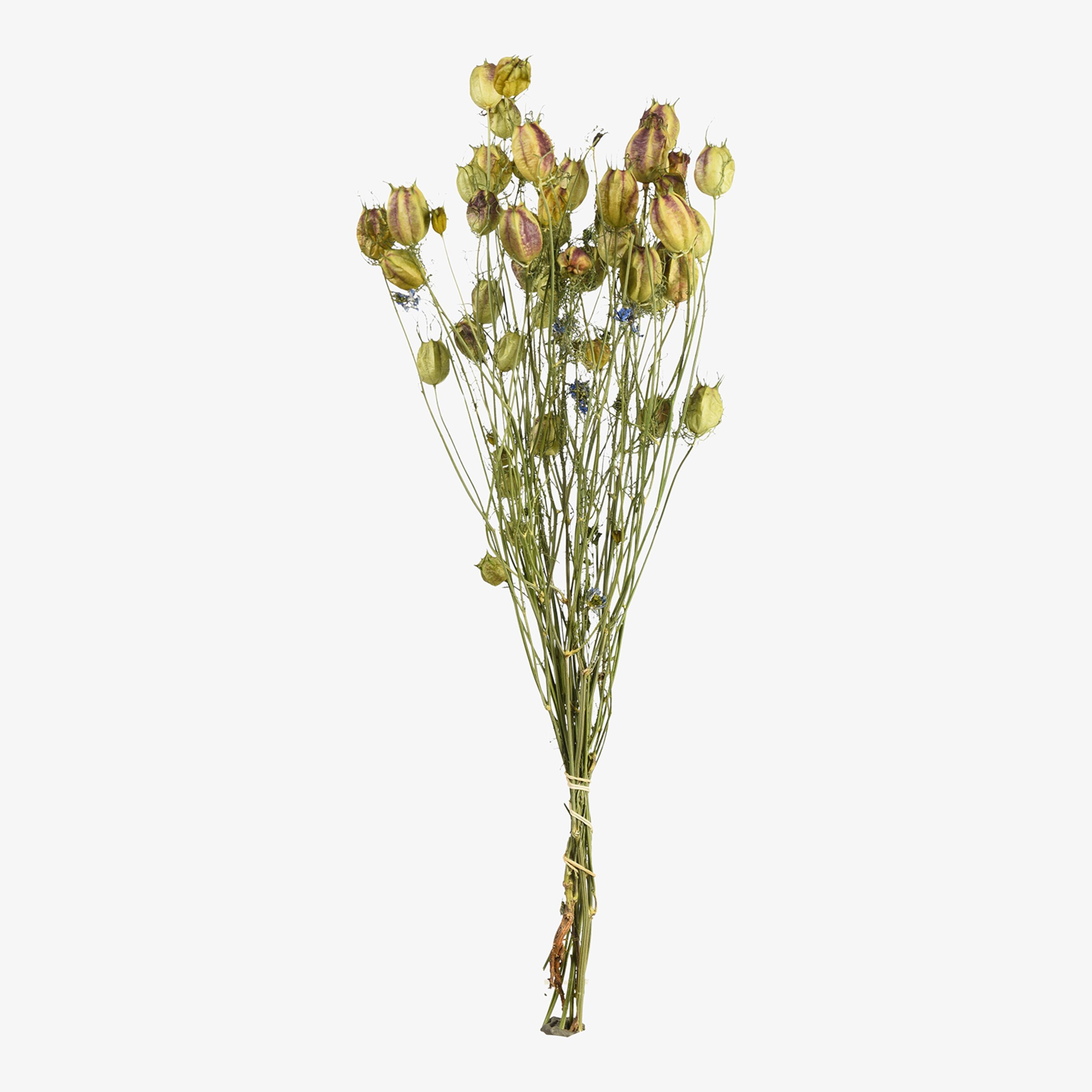 Bouquet de fleurs séchées Nigella