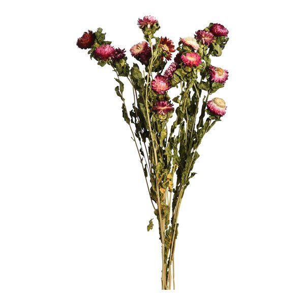 Trockenbündel Strohblumen, rosa