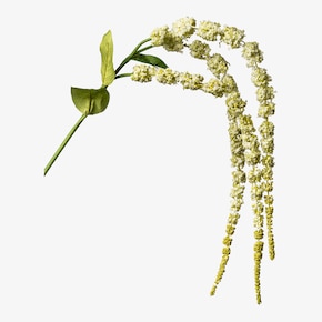Branche artistique Amaranthus