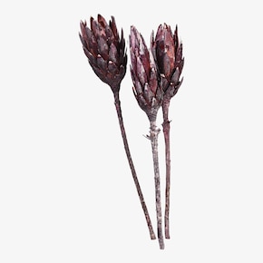 Gedroogde bloemen Protea bloesem