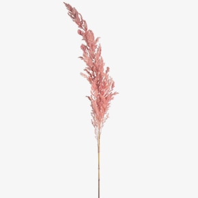 Sušený kvet Pampová tráva