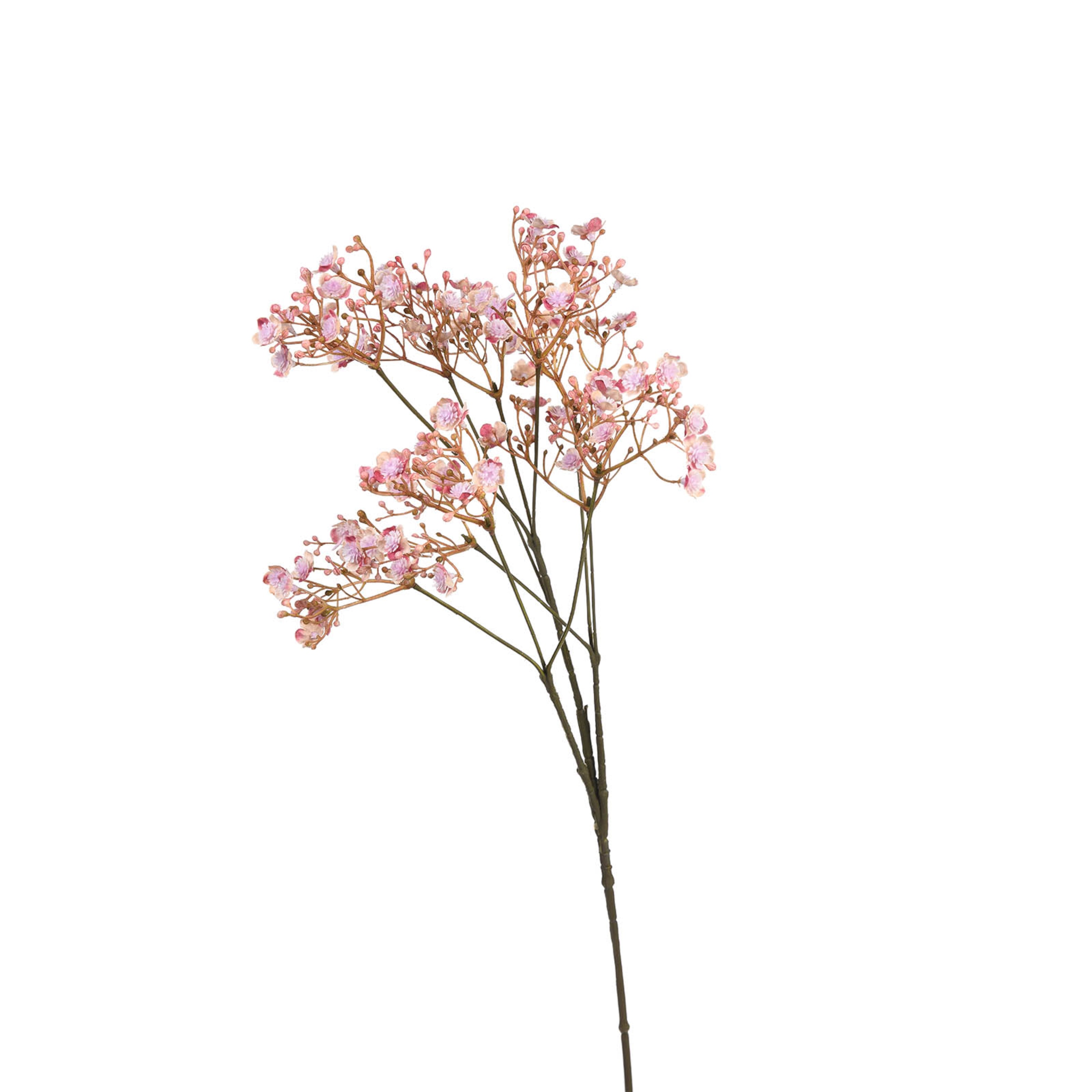 Stielblume Gypsophilia ca.70cm; rosa