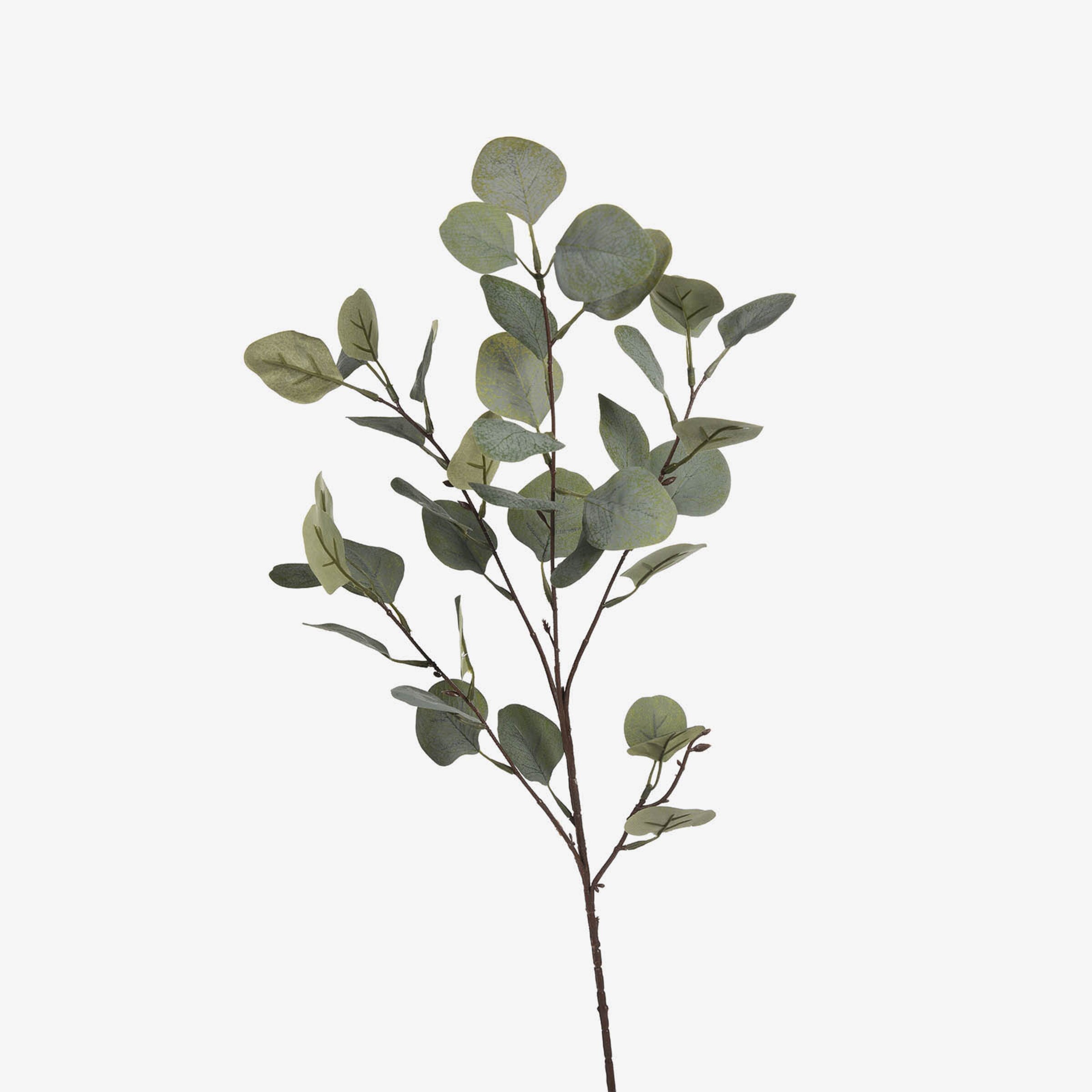 Kunst-Zweig Eukalyptus