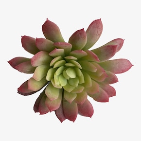 Kunstbloem Pick Succulent
