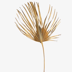 Sušený kvet palmového listu XXL