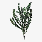 Trockenblumenbund Eukalyptus