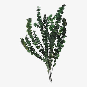 Trockenblumenbund Eukalyptus