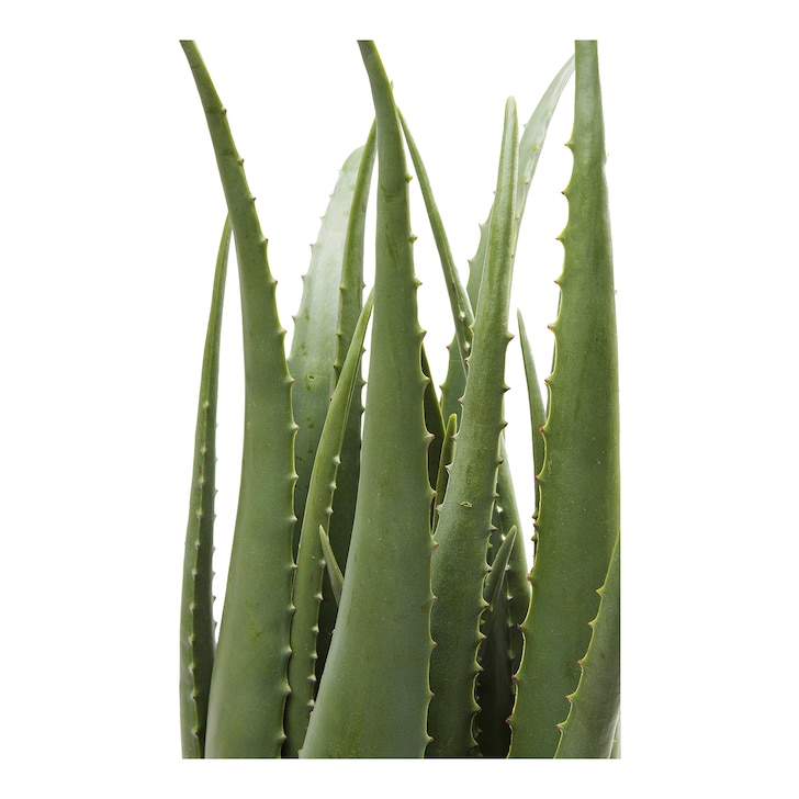 KARE Kunstpflanze Aloe im Topf