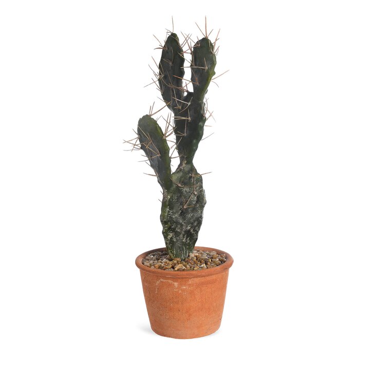 Kaktus Eingetopft Pflanzen online kaufen