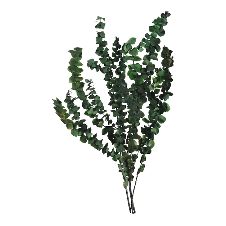 Trockenblumen-Bündel Eukalyptus