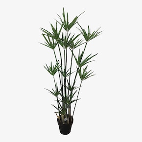 Topfpflanze Zyperngras ca. 120cm
