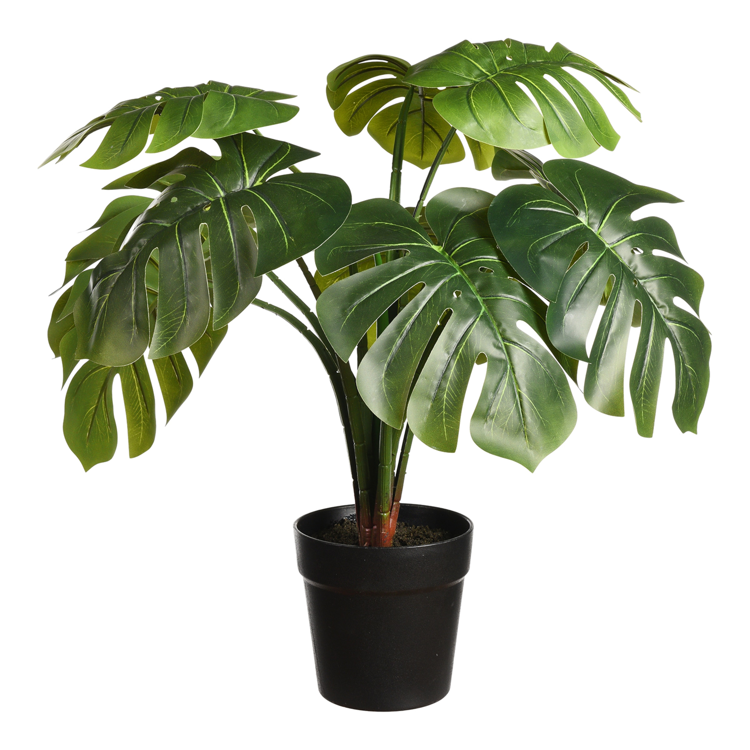 MONSTERA im Topf ca.55cm, grün günstig online kaufen