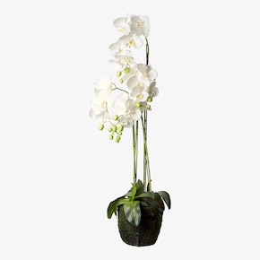 Kunstbloem Orchidee Phalaenopsis in Aarde