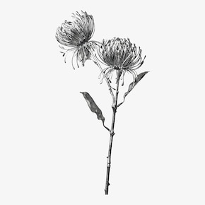 Fleur de tige artificielle Protea