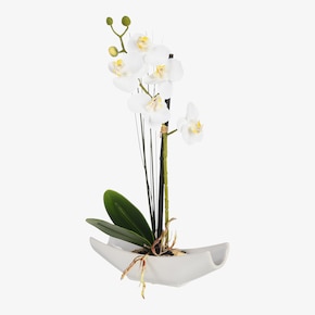 Umelá rastlina Orchidea Phalaenopsis v miske