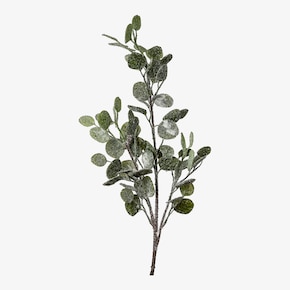 Branche artistique d'eucalyptus, enneigée
