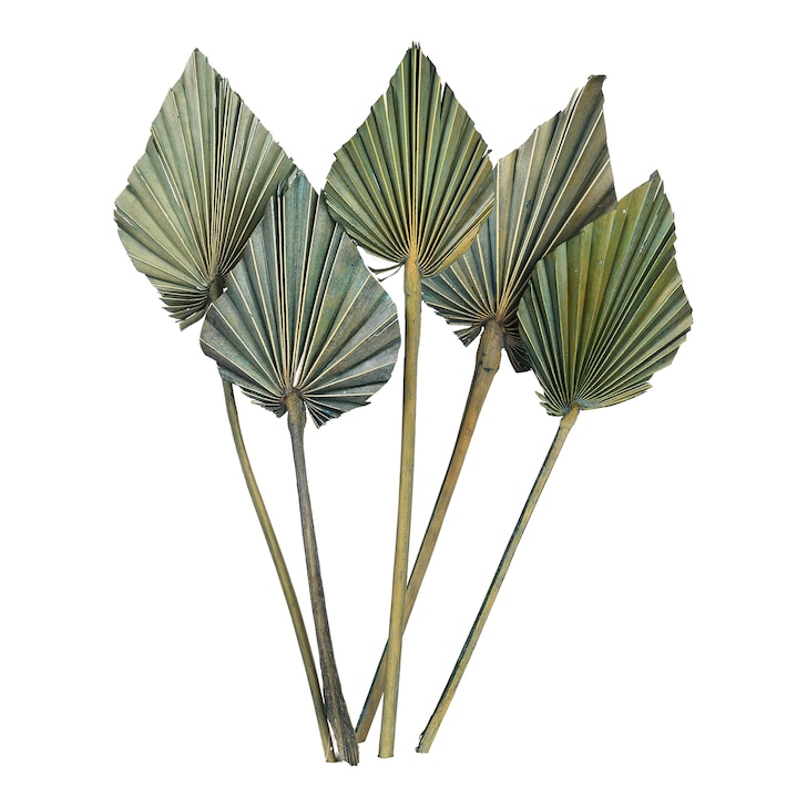 Trockenblumen Palm Leaf