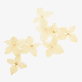 Kvety hortenzie, lisované