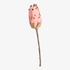 Kunstblume Protea rosa