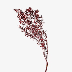 Ruscus sušený kvet