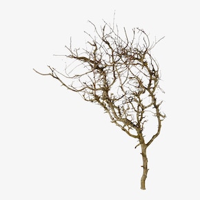 Branche naturelle décorative