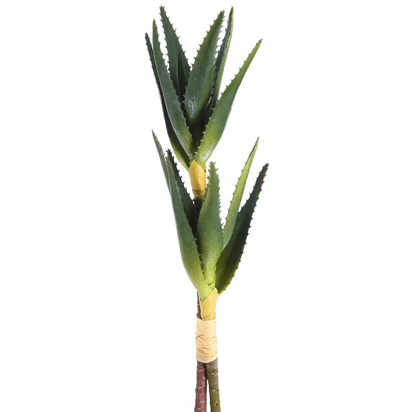 Kvetinový zväzok Aloe, zelená