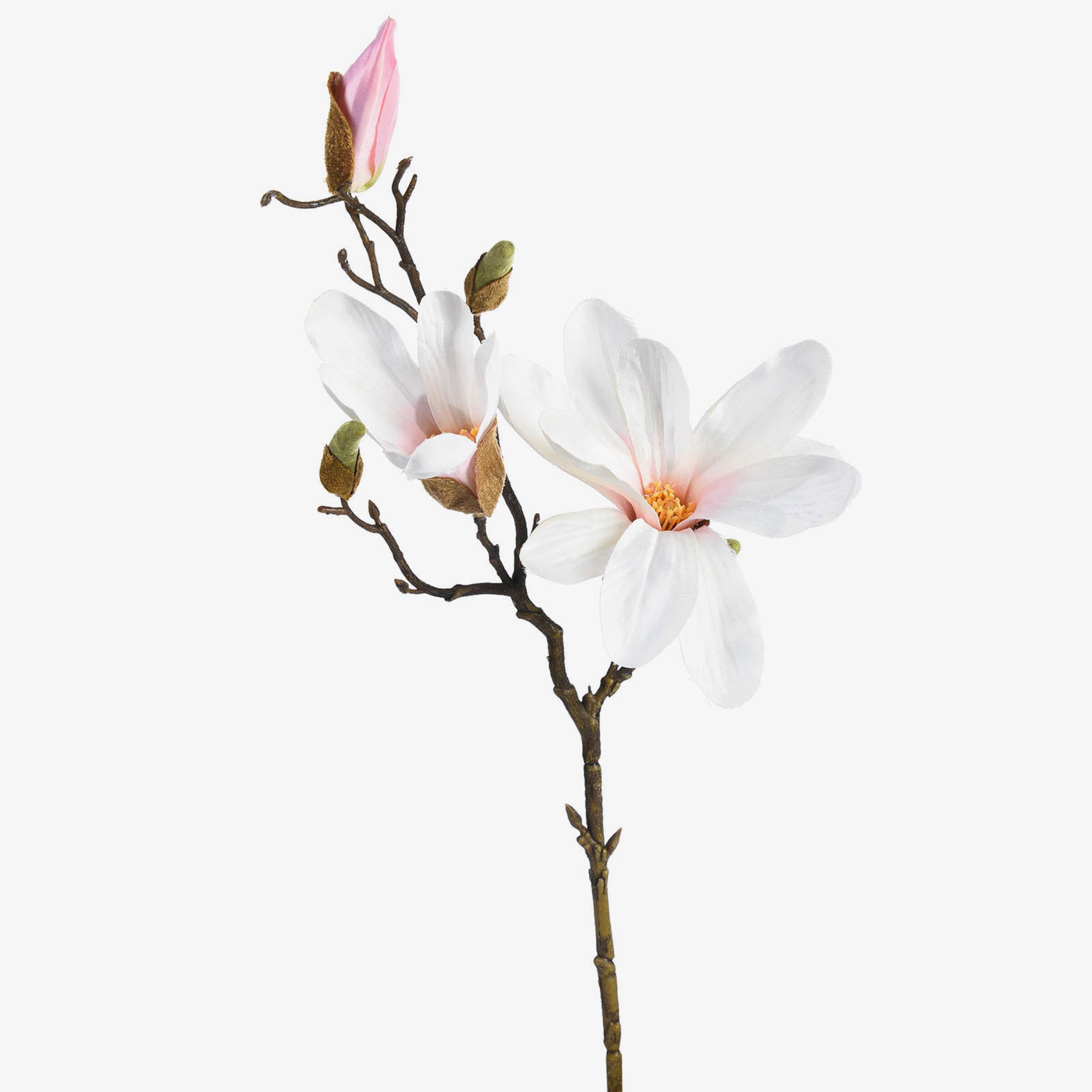 Branche artistique Magnolia