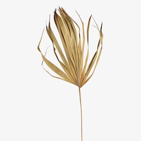 Sušený kvet palmového listu XXL