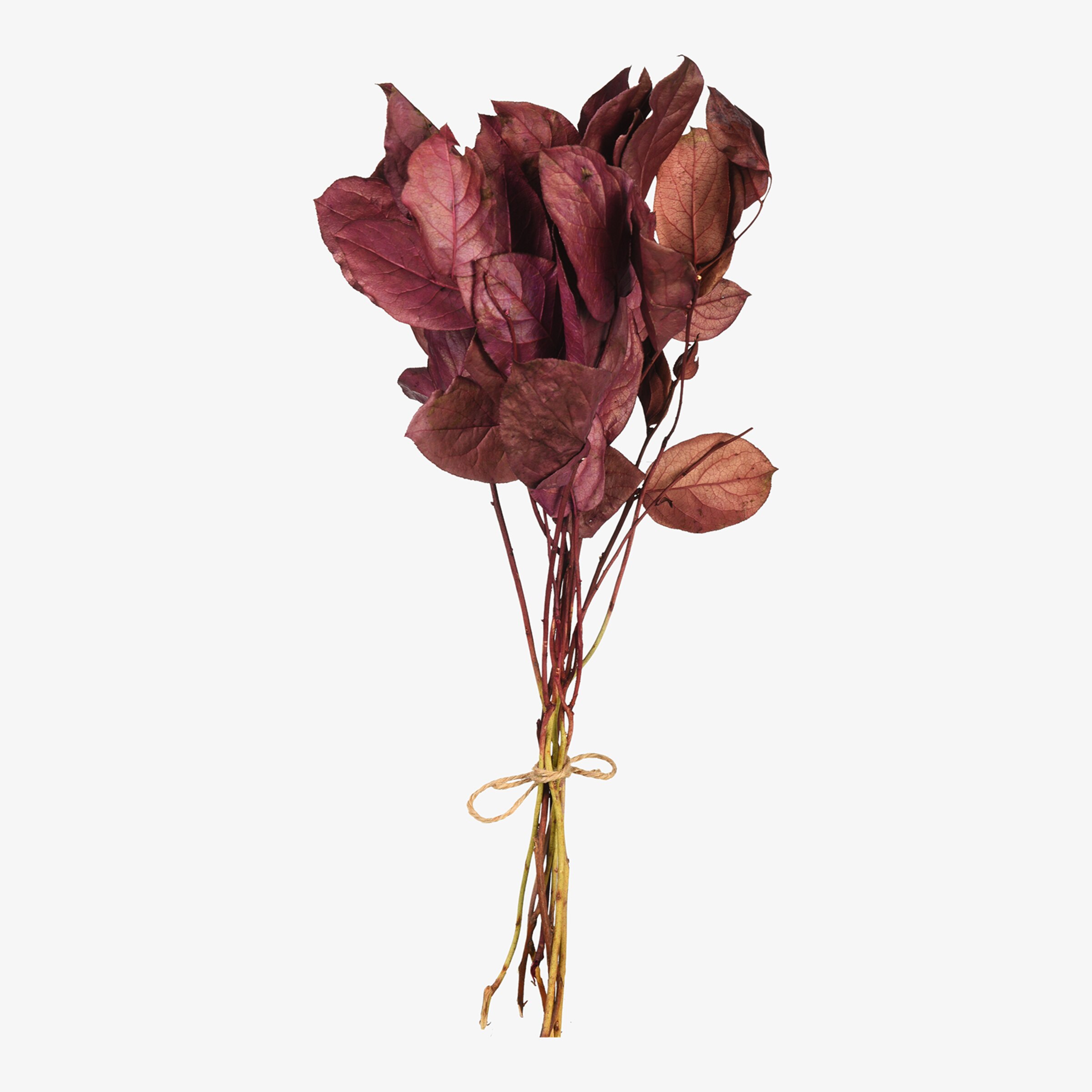 Trockenblumen-Bündel Leaves