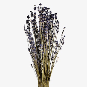 Trockenblumen Lavendel