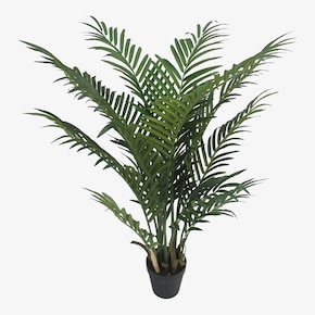 Topfpflanze Arecapalme ca. 90cm