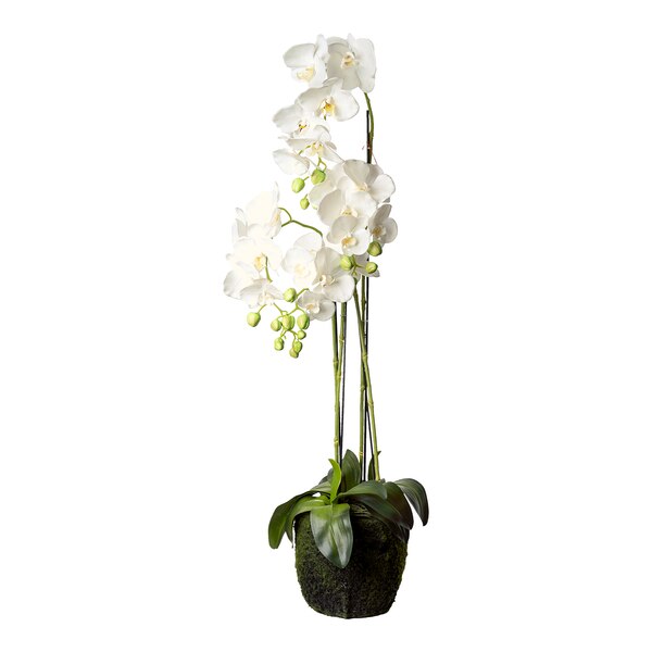 Kunstblume Orchidee Phalaenopsis in Erde, weiß