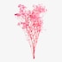 Trockenblumenbund Schleierkraut rosa