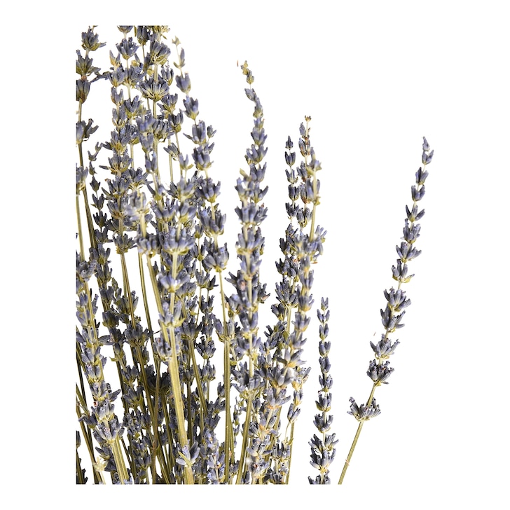 Trockenblumen-Bündel Lavendel