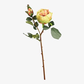 Stielblume Rose