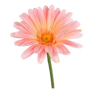 Kunstblume Gerbera