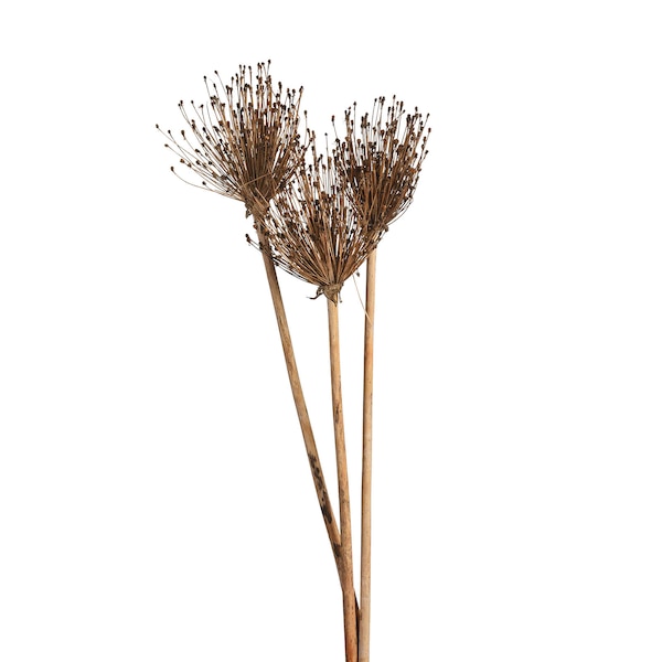 Trockenblumen Allium, natur