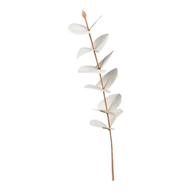 Umelecký kvet Pick Eucalyptus