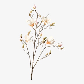 Branche de magnolia