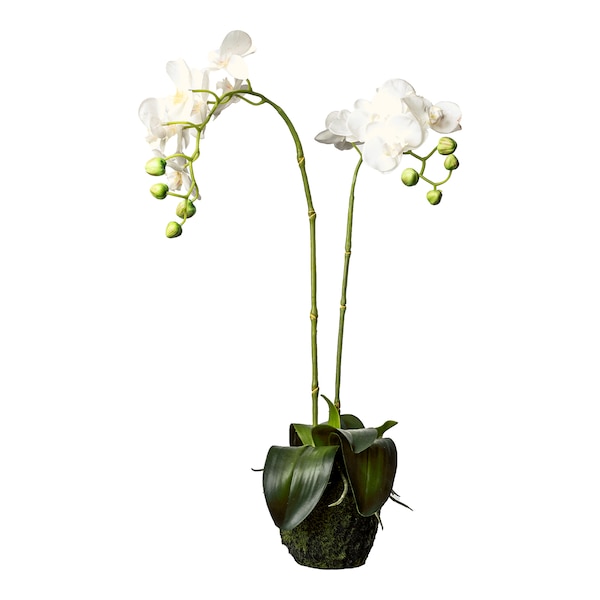 Kunstblume Orchidee Phalaenopsis in Erde, weiß