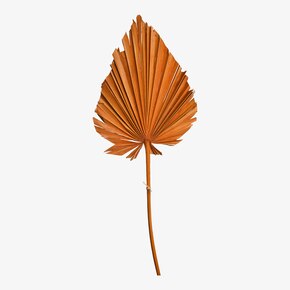 Trockenblume Palm Leaf