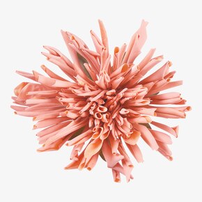 Potpourris & Blüten-Clips online kaufen